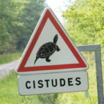 Travaux en zone Natura 2000 = destruction d’habitat d’espèce protégée ?