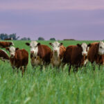 Notaires : un accès possible au fichier FICOVIE ?