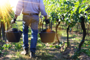 Travail saisonnier agricole : la lutte contre la fraude s’organise