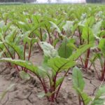 Autorité de la concurrence : les recommandations pour les notaires et commissaires de justice