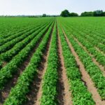 Rémunération de dirigeant : non versée mais imposable ?