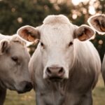 Maladie bovine : une aide financière possible