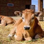 Rupture brutale des relations commerciales : même entre associés ?