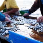 Pêcheurs, antériorités et sous-quotas : quelques modifications !