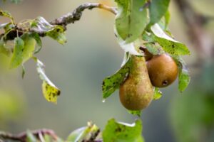 Aides couplées végétales : du nouveau pour la catégorie « Fruits transformés »