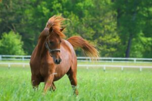 Vente de chevaux vivants : une baisse du taux de TVA en vue ?