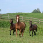Gardiennage de chevaux : quelle fiscalité appliquer ?