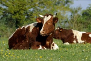 Provision pour hausse de la valeur des stocks de vaches, c’est déjà parti ?