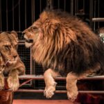 C’est l’histoire d’un couple pour qui les enfants auront toujours besoin de leurs parents…