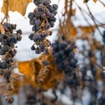 Exonération des plus-values professionnelles : la nature des recettes, ça compte !