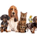 Bien-être animal : une réglementation détaillée