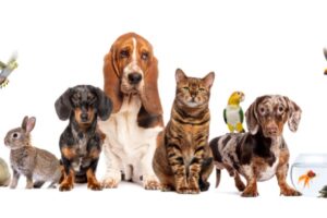 Bien-être animal : une réglementation détaillée