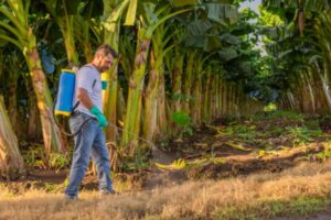 Chlordécone : un portail pour centraliser les informations et les solutions