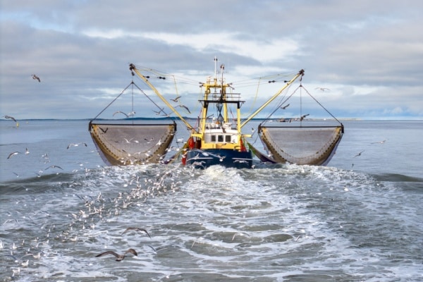 Déclaration des activités de pêche : passage à la déclaration électronique ?