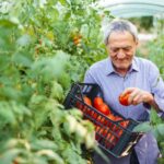 Retraite des non-salariés agricole : alignement sur le régime général