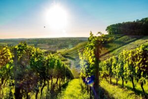 Viticulture : un sursis pour la déclaration des récoltes