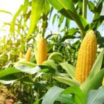 Data centers : concilier transparence de l’information et contrainte énergétique