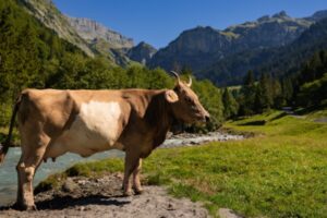 Élevage bovin en Corse : un report de l’obligation d’identification