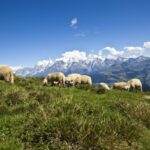 Aides contre la prédation : un calendrier à ne pas manquer