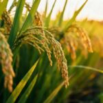 Capital décès : une protection renforcée pour les proches des non-salariés agricoles