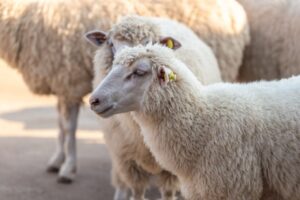 Identification des ovins et des caprins : des mouvements plus suivis