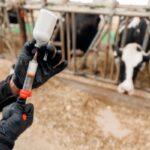 Dermatose nodulaire : nouvelle restriction de mouvements pour les animaux non-vaccinés