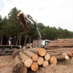 Filière du bois en Guyane : une aide revalorisée
