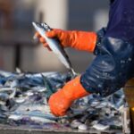 Secteur de la pêche : du nouveau pour les quotas et les activités de pêche