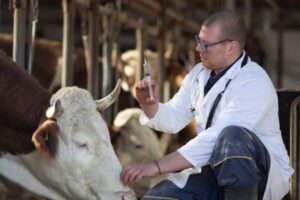 Agriculture : le point sur les épidémies