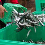 Secteur de la pêche : évolution des critères des demandes d’antériorités