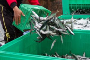 Secteur de la pêche : évolution des critères des demandes d’antériorités