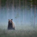 Animaux sauvages : des mesures à signaler